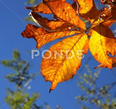 Chestnut leaves Stock Photos