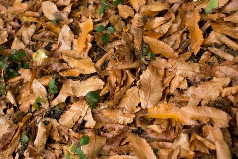 Chestnut Leaves Stock Photos