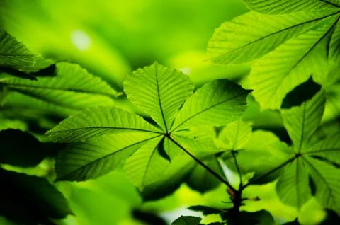 Chestnut leaves Stock Photos