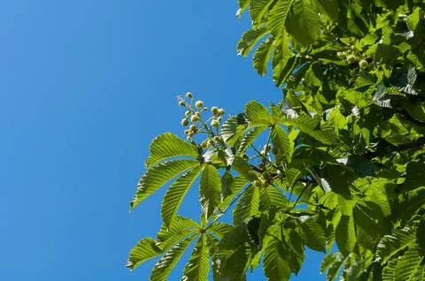 Chestnut leaves Stock Photos