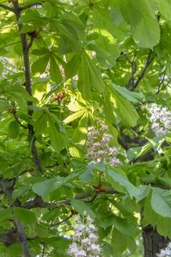 Chestnut Leaves Stock Photos