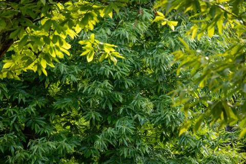 Chestnut Leaves In Tree Canopy Stock Photos