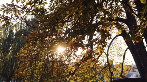Chestnut leaves on tree in the sun light Stock Footage 129891172