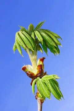Chestnut leaves which dissolved Stock Photos