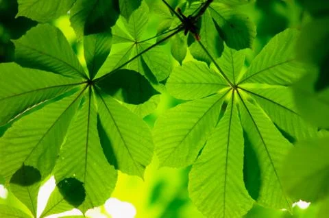 Chestnut leaves2 Stock Photos