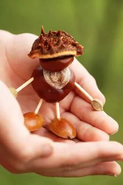 Chestnut man Stock Photos
