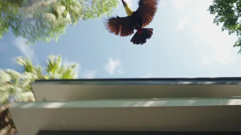Chestnut-mandibled toucan in flight, passing by a modern building in Costa Rica. Vidéo 336058689