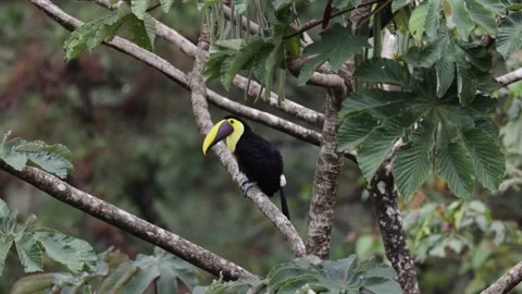 Chestnut-mandibled Toucan looking around in the lowland rainforest tree tops Stock Footage 153374448