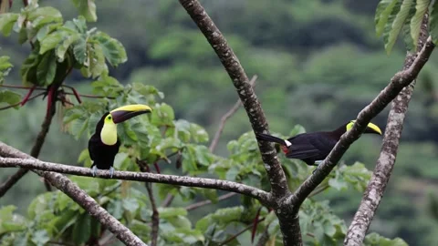Chestnut-mandibled Toucan pair sit on naked branch in rainforest displaying Stock Footage 153374459