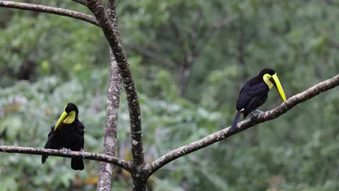 Chestnut-mandibled Toucan pair sit on naked branch preening feathers in rain Stock Footage 153374469