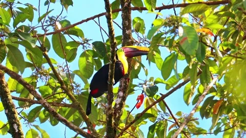 Chestnut-mandibled Toucan Perched on a Tree Making Sounds Stock Footage 266057774