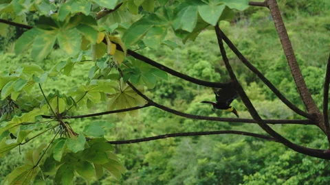 Chestnut-mandibled toucan perched on a tree branch overlooking a lush hillside Stockbeeldmateriaal 336059152