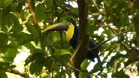 Chestnut mandibled toucan resting up a tree before taking off Video stock 123634907
