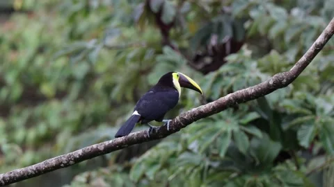 Chestnut-mandibled Toucan scratch beak and look around in lowland rainforest Stock Footage 153374475