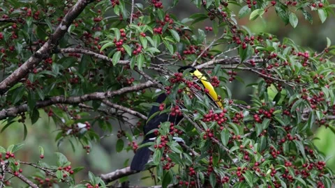 Chestnut-mandibled Toucan sit in tree feeding on red berries in rainforest Stock Footage 152722982