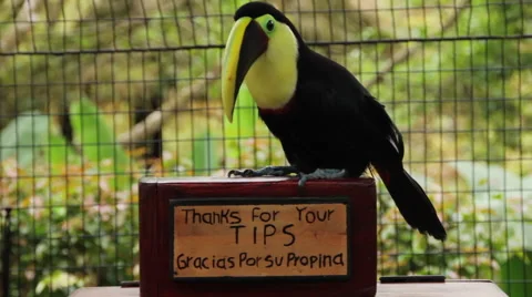 Chestnut Mandibled Toucan Sitting on Tip Box Stock Footage 60852941