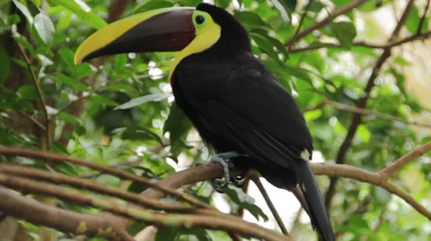 Chestnut Mandibled Toucan in tree Stock Footage 60852680