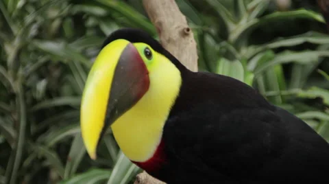 Chestnut Mandibled Toucan in tree Vídeos de archivo 60910132