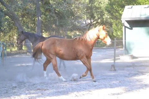 Chestnut mare Fotos de archivo