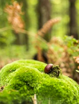 Chestnut on moss Stock Photos