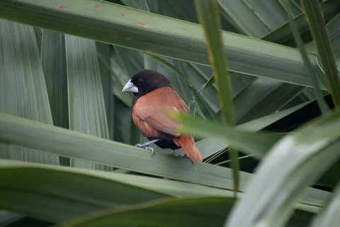 Chestnut munia also called black-headed munia bird close up Stock Photos