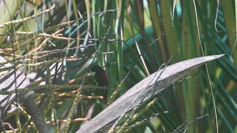 Chestnut munia Stock Footage 150545671
