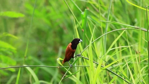 Chestnut Munia perching on a branch Stock Footage 70887259