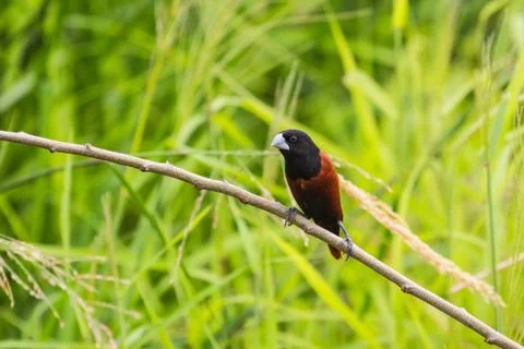Chestnut Munia perching on a branch Stock Photos
