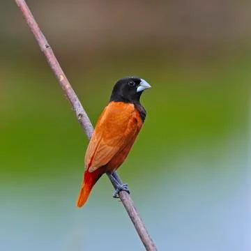 Chestnut munia Stock Photos
