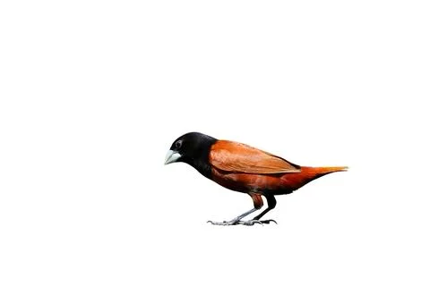 Chestnut Munia Stock Photos