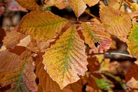 Chestnut oak leaves in the fall Stock Photos