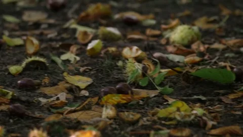 Chestnut in the Park Stock-Footage 80987898