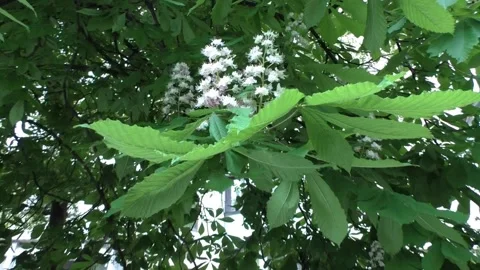 Chestnut in the park, 스톡 동영상 155728685