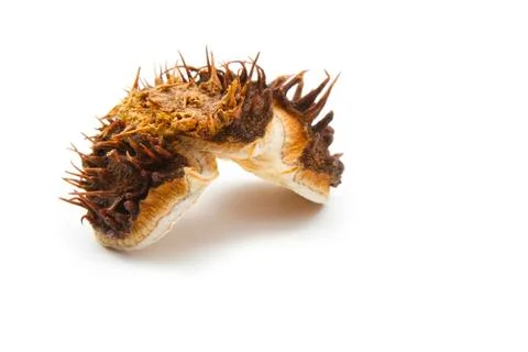 Chestnut peel Stock Photos