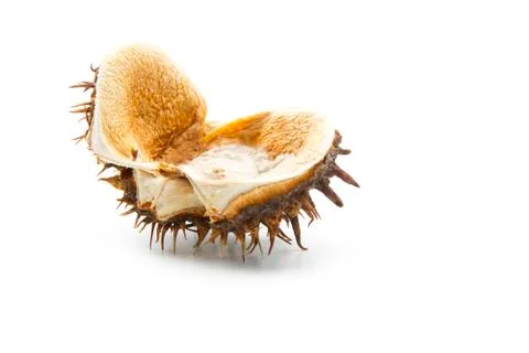 Chestnut peel Stock Photos