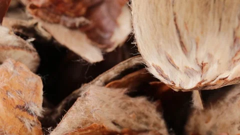Chestnut peels bio Stock Footage 95704011