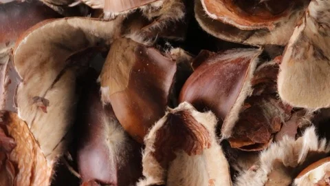 Chestnut peels bio Stock Footage 95704012
