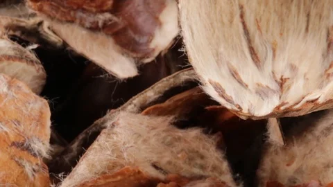 Chestnut peels bio Stock Footage 95704014
