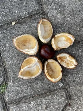 Chestnut petals Stock Photos