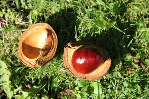 Chestnut Stock Photos