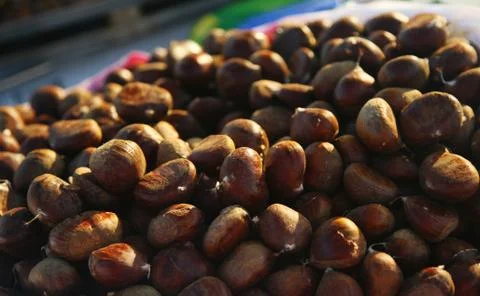 Chestnut Stock Photos