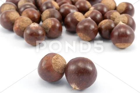 Chestnut Stock Photos