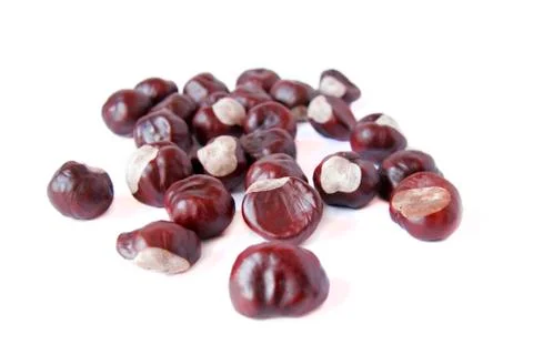 Chestnut Stock Photos