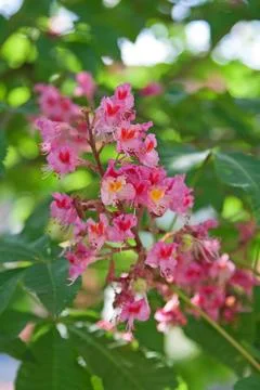 Chestnut Stock Photos