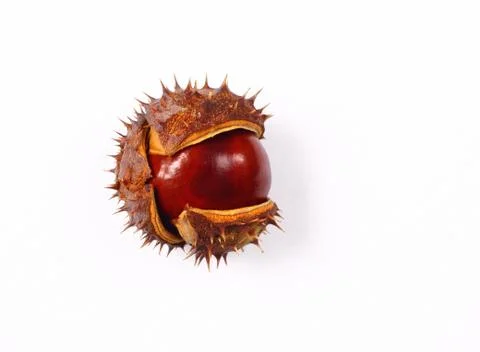Chestnut Stock Photos