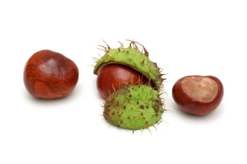 Chestnut Foto stock
