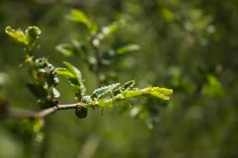 Chestnut Stock-Fotos