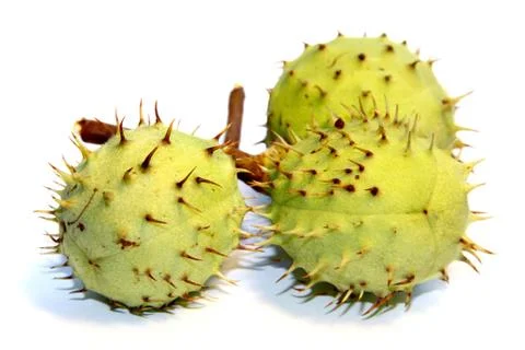 Chestnut Stock Photos