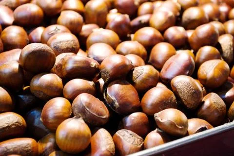 Chestnut Stock Photos