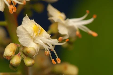 Chestnut Stock Photos